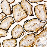 Immunohistochemistry - Anti-CD13 Antibody (A329194) - Antibodies.com