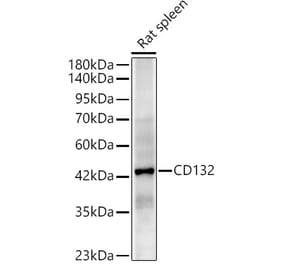 Western Blot - Anti-CD132 Antibody (A329195) - Antibodies.com