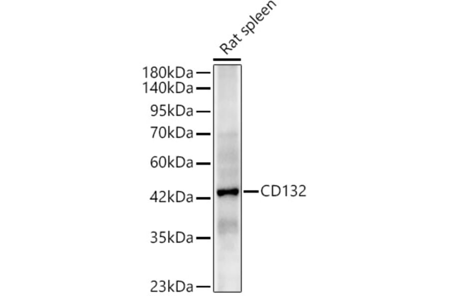 Western Blot - Anti-CD132 Antibody (A329195) - Antibodies.com