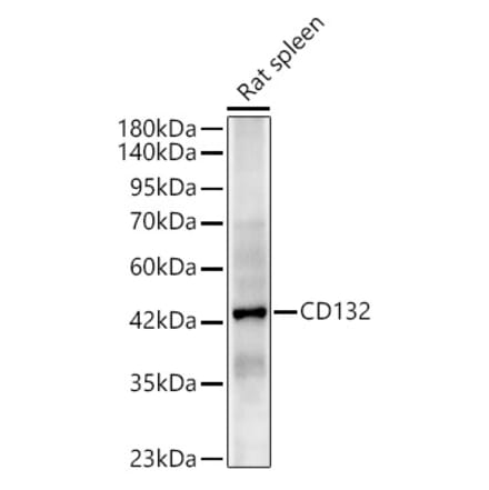Western Blot - Anti-CD132 Antibody (A329195) - Antibodies.com