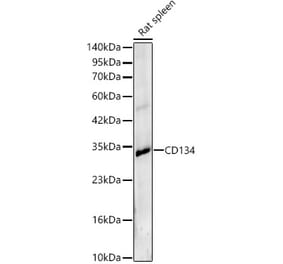 Western Blot - Anti-CD134 Antibody (A329196) - Antibodies.com