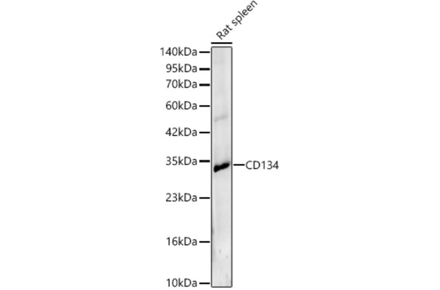 Western Blot - Anti-CD134 Antibody (A329196) - Antibodies.com