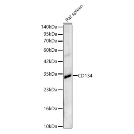 Western Blot - Anti-CD134 Antibody (A329196) - Antibodies.com