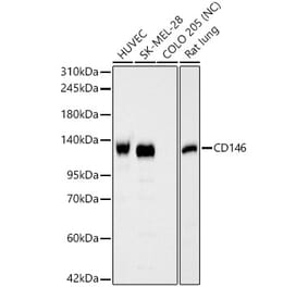 Western Blot - Anti-CD146 Antibody (A329199) - Antibodies.com