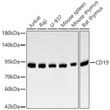 Western Blot - Anti-CD19 Antibody [ARC2655] (A329204) - Antibodies.com