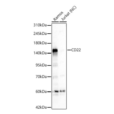 Western Blot - Anti-CD22 Antibody (A329206) - Antibodies.com