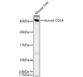 Western Blot - Anti-CD24 Antibody (A329208) - Antibodies.com