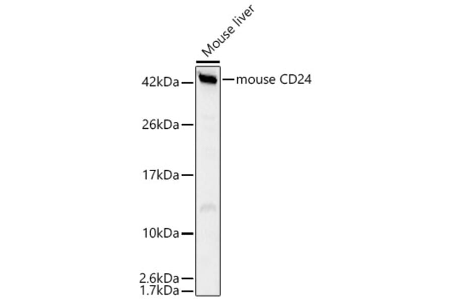 Western Blot - Anti-CD24 Antibody (A329208) - Antibodies.com