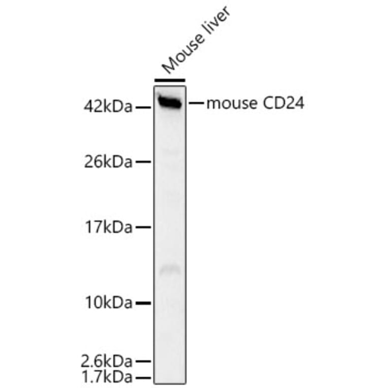 Western Blot - Anti-CD24 Antibody (A329208) - Antibodies.com