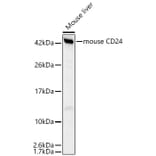 Western Blot - Anti-CD24 Antibody (A329208) - Antibodies.com