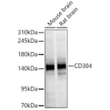 Western Blot - Anti-CD304 Antibody (A329213) - Antibodies.com