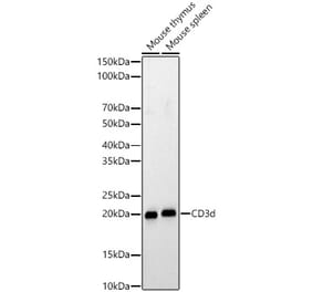 Western Blot - Anti-CD3d Antibody (A329216) - Antibodies.com
