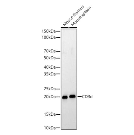 Western Blot - Anti-CD3d Antibody (A329216) - Antibodies.com