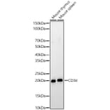 Western Blot - Anti-CD3d Antibody (A329216) - Antibodies.com