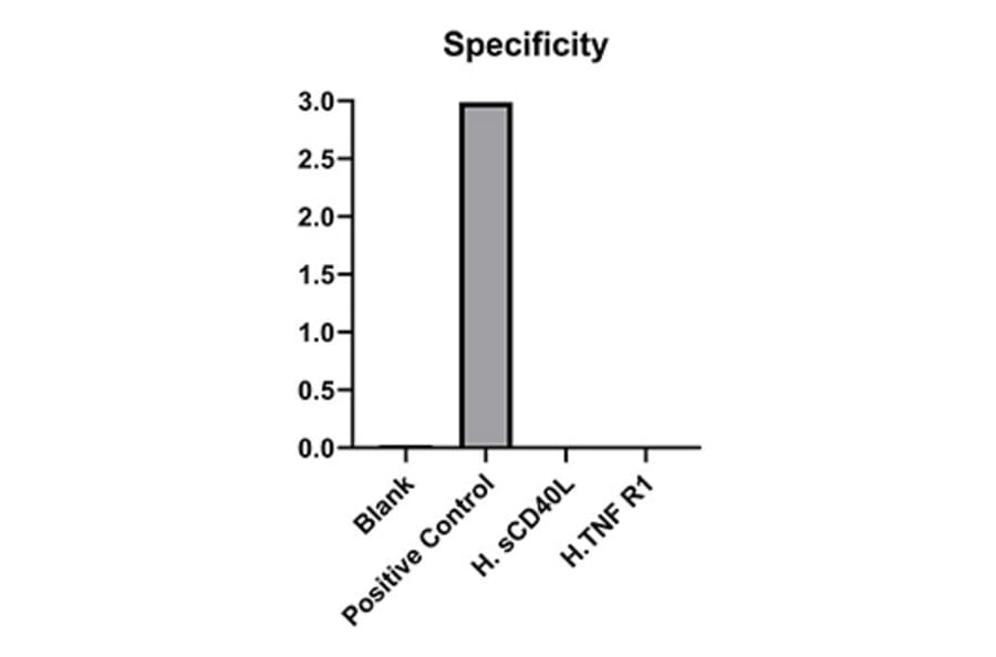 Specificity validation - Anti-CD40 Antibody (A329218) - Antibodies.com