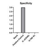 Specificity validation - Anti-CD40 Antibody (A329218) - Antibodies.com