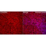 Immunofluorescence - Anti-CD45 Antibody (A329220) - Antibodies.com