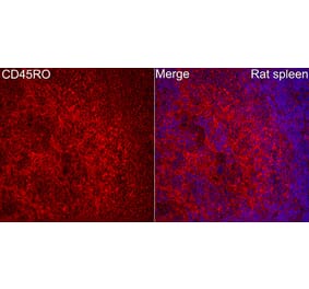 Immunofluorescence - Anti-CD45 Antibody (A329221) - Antibodies.com
