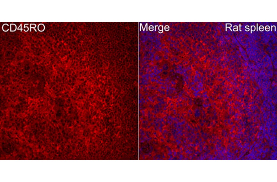 Immunofluorescence - Anti-CD45 Antibody (A329221) - Antibodies.com