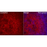 Immunofluorescence - Anti-CD45 Antibody (A329221) - Antibodies.com