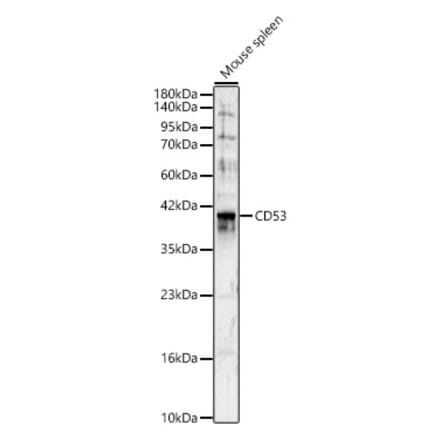 Western Blot - Anti-CD53 Antibody (A329222) - Antibodies.com