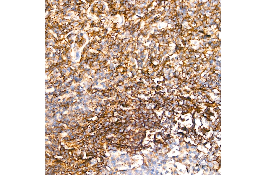 Immunohistochemistry - Anti-CD62L Antibody (A329226) - Antibodies.com