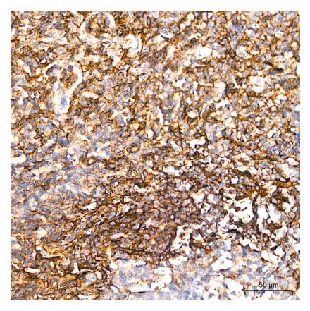 Immunohistochemistry - Anti-CD62L Antibody (A329226) - Antibodies.com