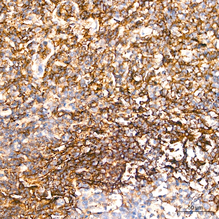 Immunohistochemistry - Anti-CD62L Antibody (A329226) - Antibodies.com