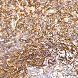 Immunohistochemistry - Anti-CD62L Antibody (A329226) - Antibodies.com