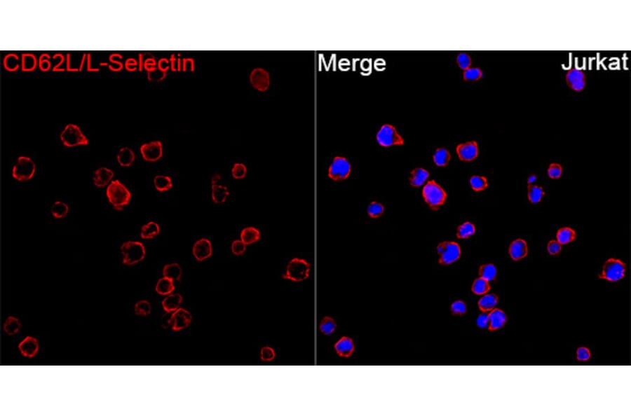 Immunofluorescence - Anti-CD62L Antibody (A329226) - Antibodies.com