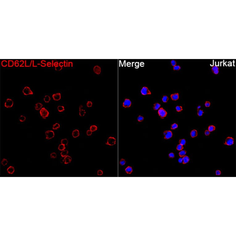 Immunofluorescence - Anti-CD62L Antibody (A329226) - Antibodies.com