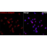 Immunofluorescence - Anti-CD62L Antibody (A329226) - Antibodies.com