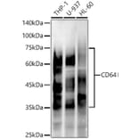 Western Blot - Anti-CD64 Antibody [ARC53678] (A329229) - Antibodies.com