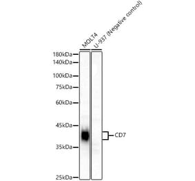 Western Blot - Anti-CD7 Antibody (A329232) - Antibodies.com