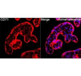 Immunofluorescence - Anti-CD71 Antibody (A329233) - Antibodies.com