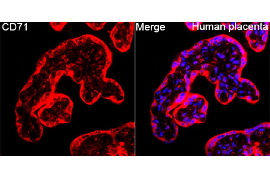 Immunofluorescence - Anti-CD71 Antibody (A329233) - Antibodies.com