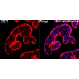 Immunofluorescence - Anti-CD71 Antibody (A329233) - Antibodies.com