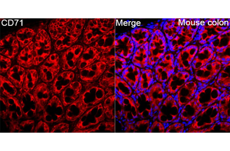 Immunofluorescence - Anti-CD71 Antibody (A329233) - Antibodies.com