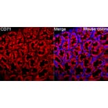 Immunofluorescence - Anti-CD71 Antibody (A329233) - Antibodies.com