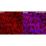 Immunofluorescence - Anti-CD71 Antibody (A329233) - Antibodies.com