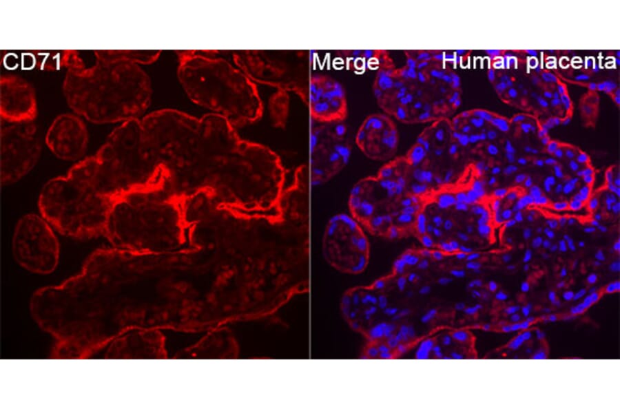 Immunofluorescence - Anti-CD71 Antibody (A329233) - Antibodies.com