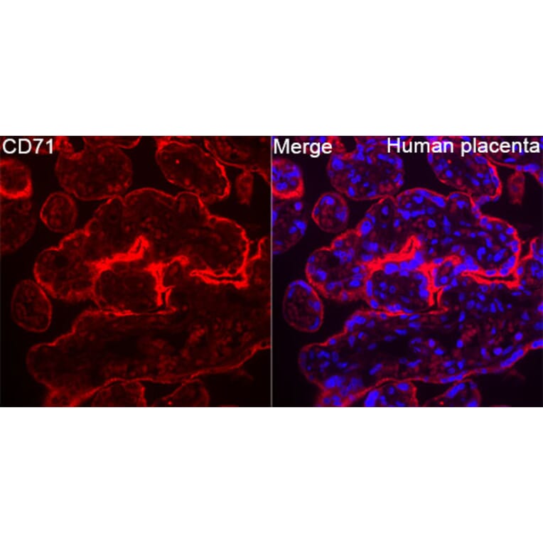 Immunofluorescence - Anti-CD71 Antibody (A329233) - Antibodies.com