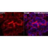 Immunofluorescence - Anti-CD71 Antibody (A329233) - Antibodies.com