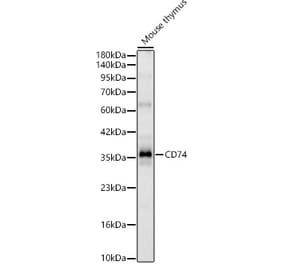 Western Blot - Anti-CD74 Antibody (A329234) - Antibodies.com