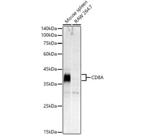 Western Blot - Anti-CD8A Antibody (A329240) - Antibodies.com