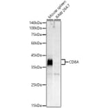 Western Blot - Anti-CD8A Antibody (A329240) - Antibodies.com