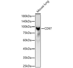 Western Blot - Anti-CD97 Antibody (A329242) - Antibodies.com