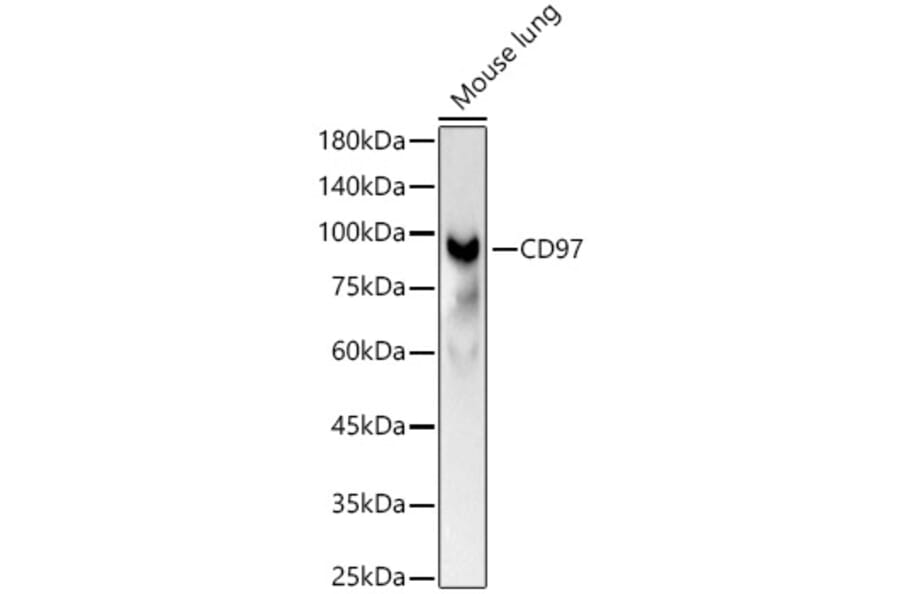 Western Blot - Anti-CD97 Antibody (A329242) - Antibodies.com