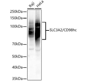 Western Blot - Anti-CD98 Antibody (A329243) - Antibodies.com