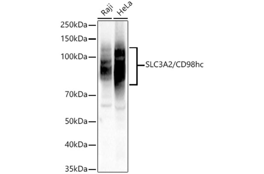 Western Blot - Anti-CD98 Antibody (A329243) - Antibodies.com